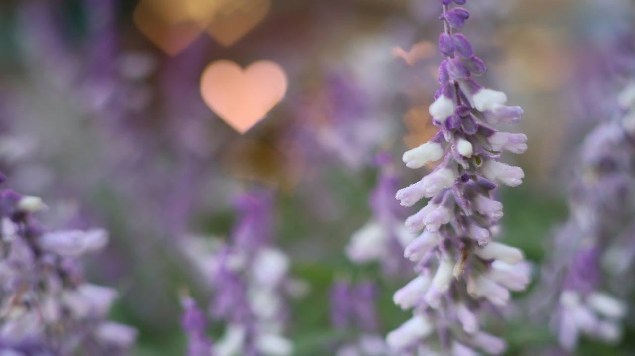 栃木県足利市のあしかがフラワーパークの花々
