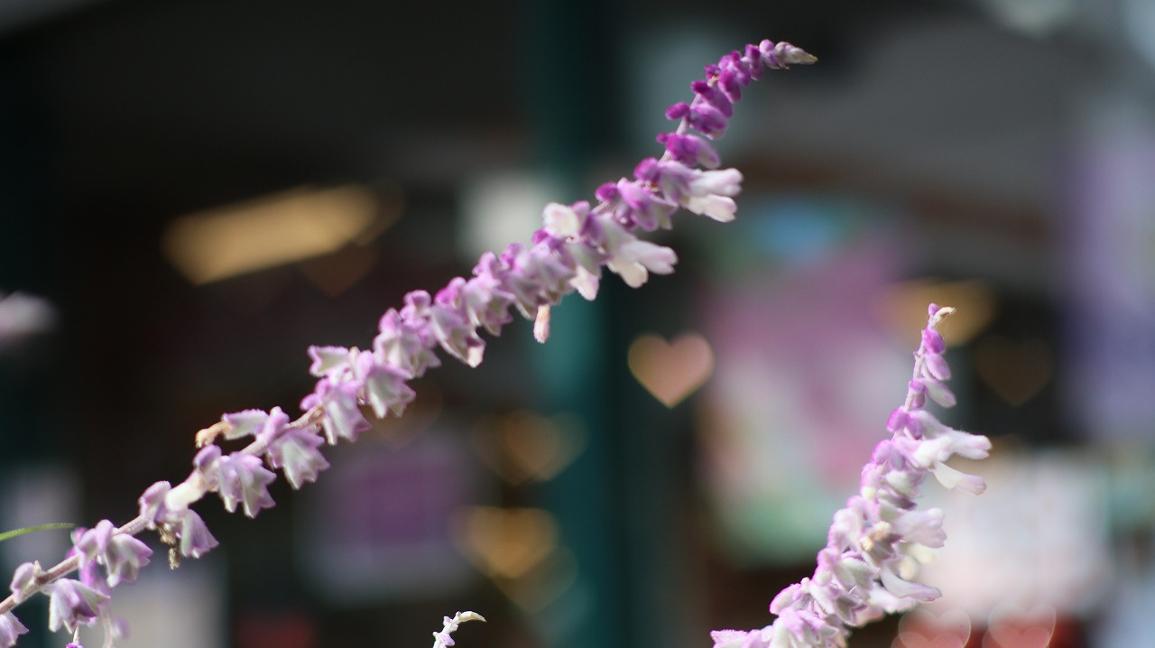 栃木県足利市のあしかがフラワーパークの花々