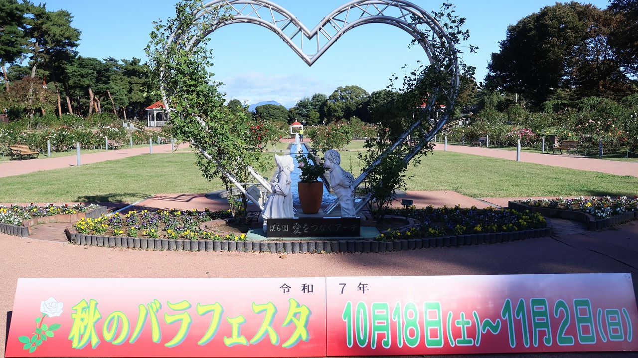 群馬県前橋市の敷島公園のバラ園