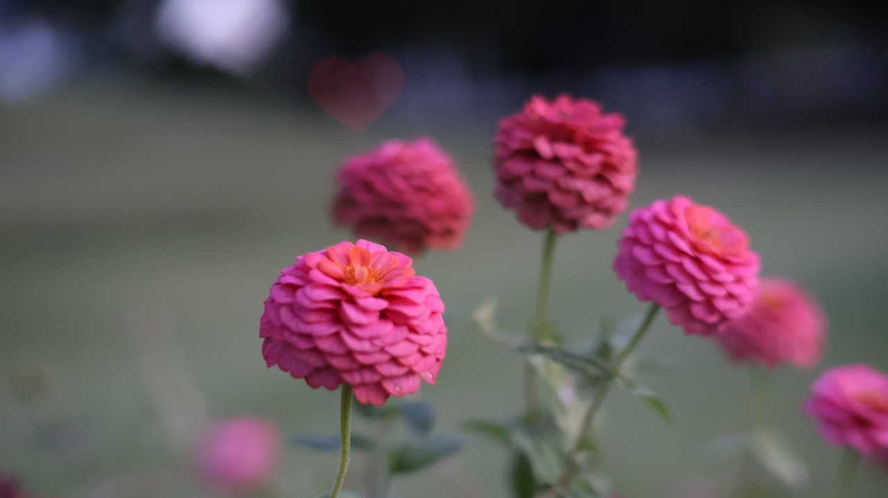 群馬県太田市の太田市運動公園の風鈴と花