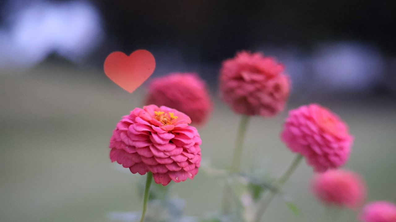 群馬県太田市の太田市運動公園の風鈴と花