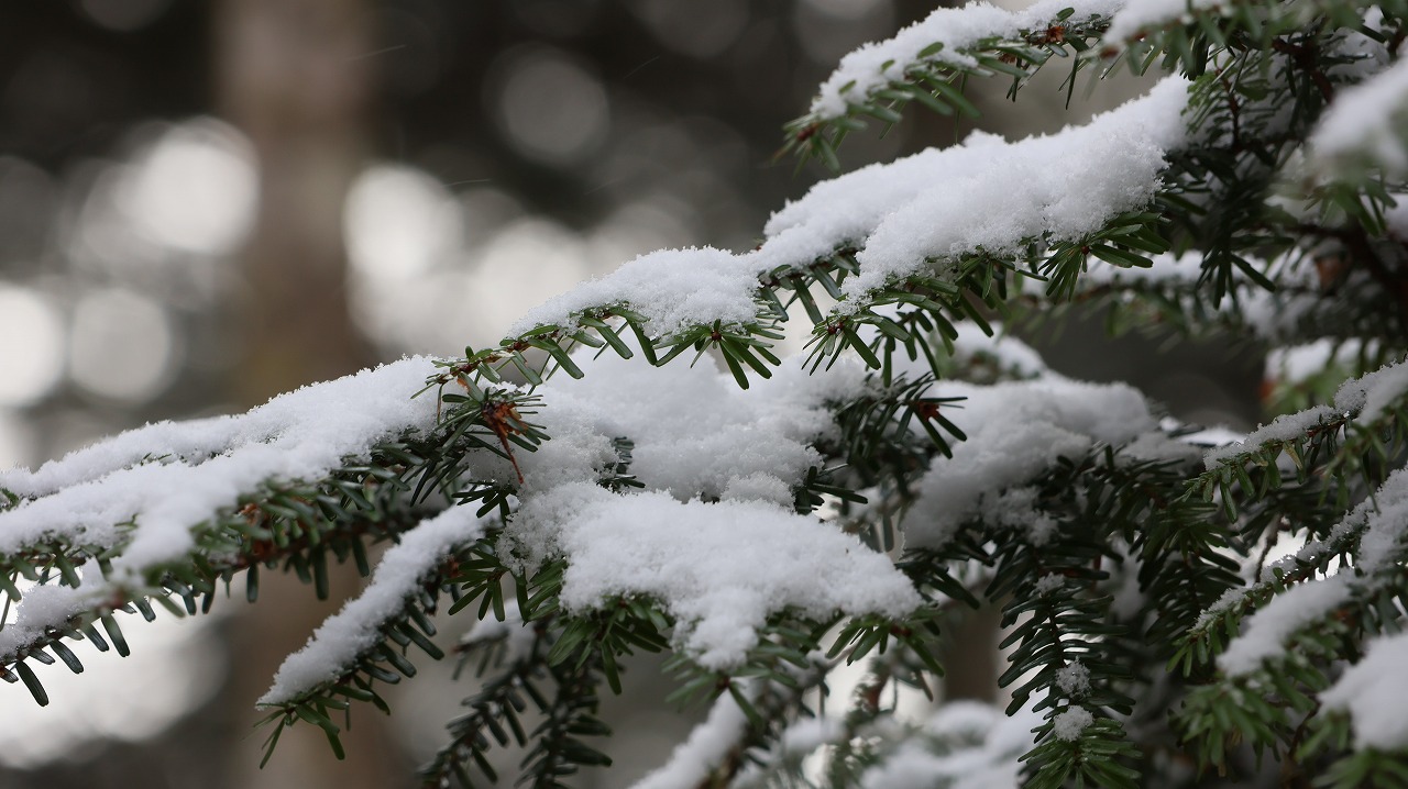 雪の金精峠といろは坂の紅葉