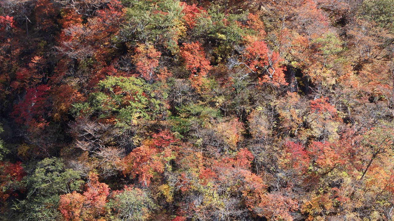 雪の金精峠といろは坂の紅葉