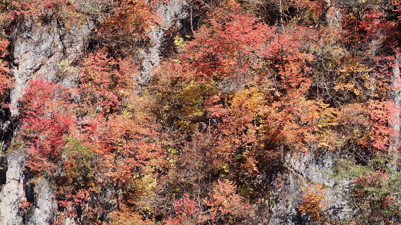 雪の金精峠といろは坂の紅葉