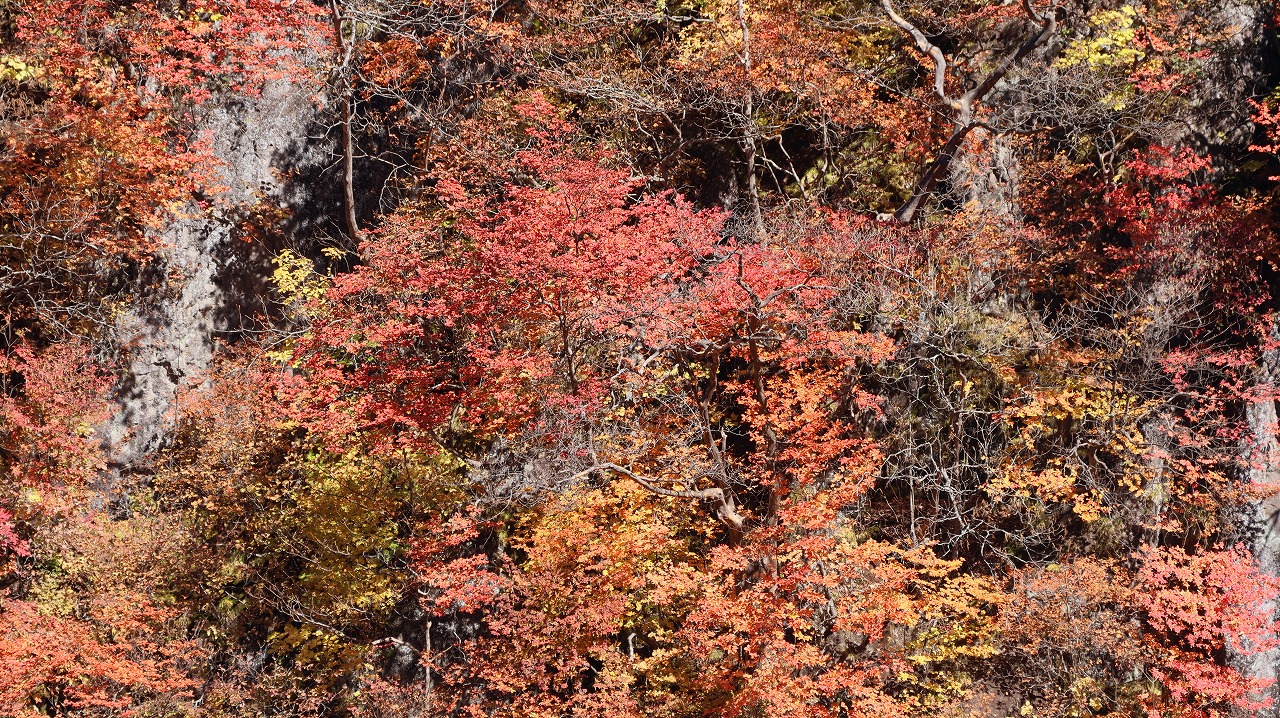 雪の金精峠といろは坂の紅葉