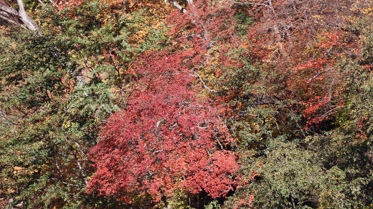 雪の金精峠といろは坂の紅葉