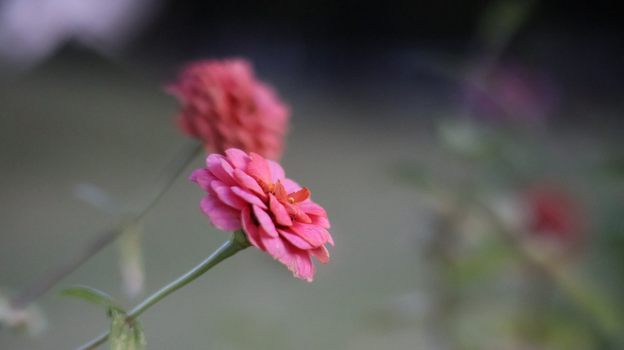 群馬県太田市の太田市運動公園の風鈴と花