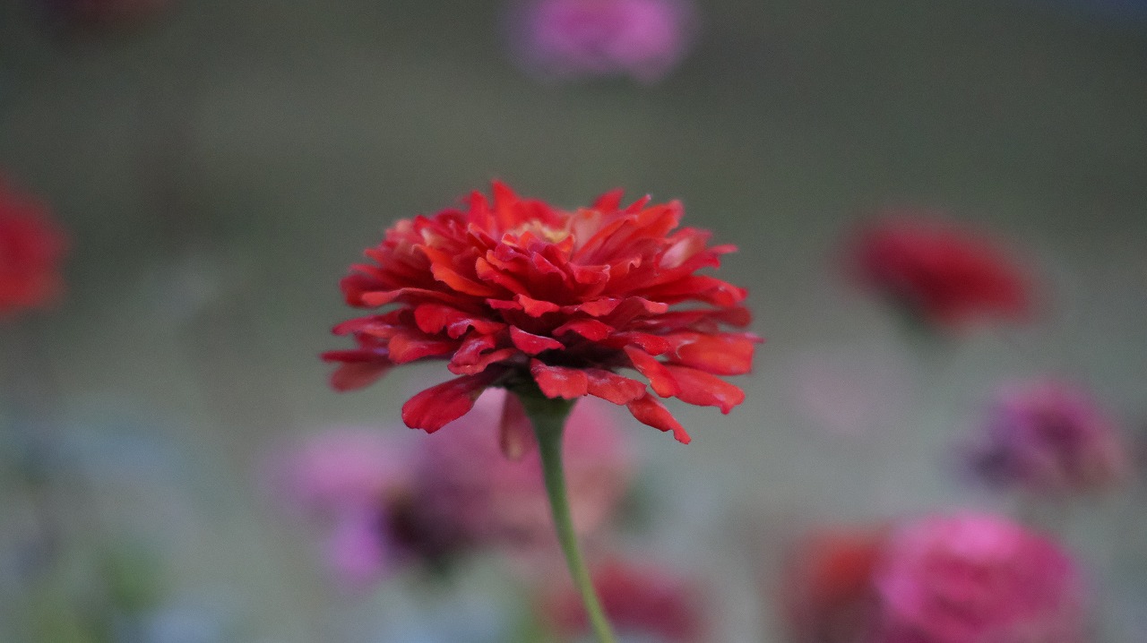 群馬県太田市の太田市運動公園の風鈴と花