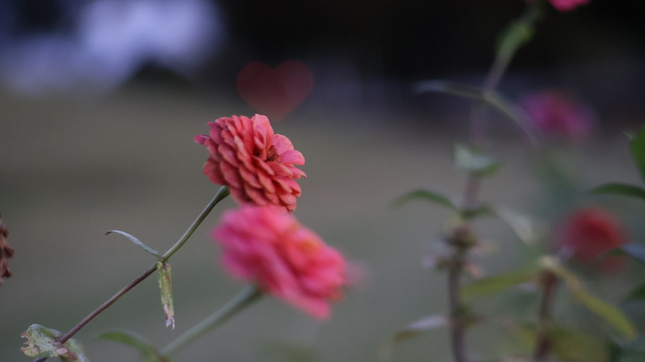 群馬県太田市の太田市運動公園の風鈴と花