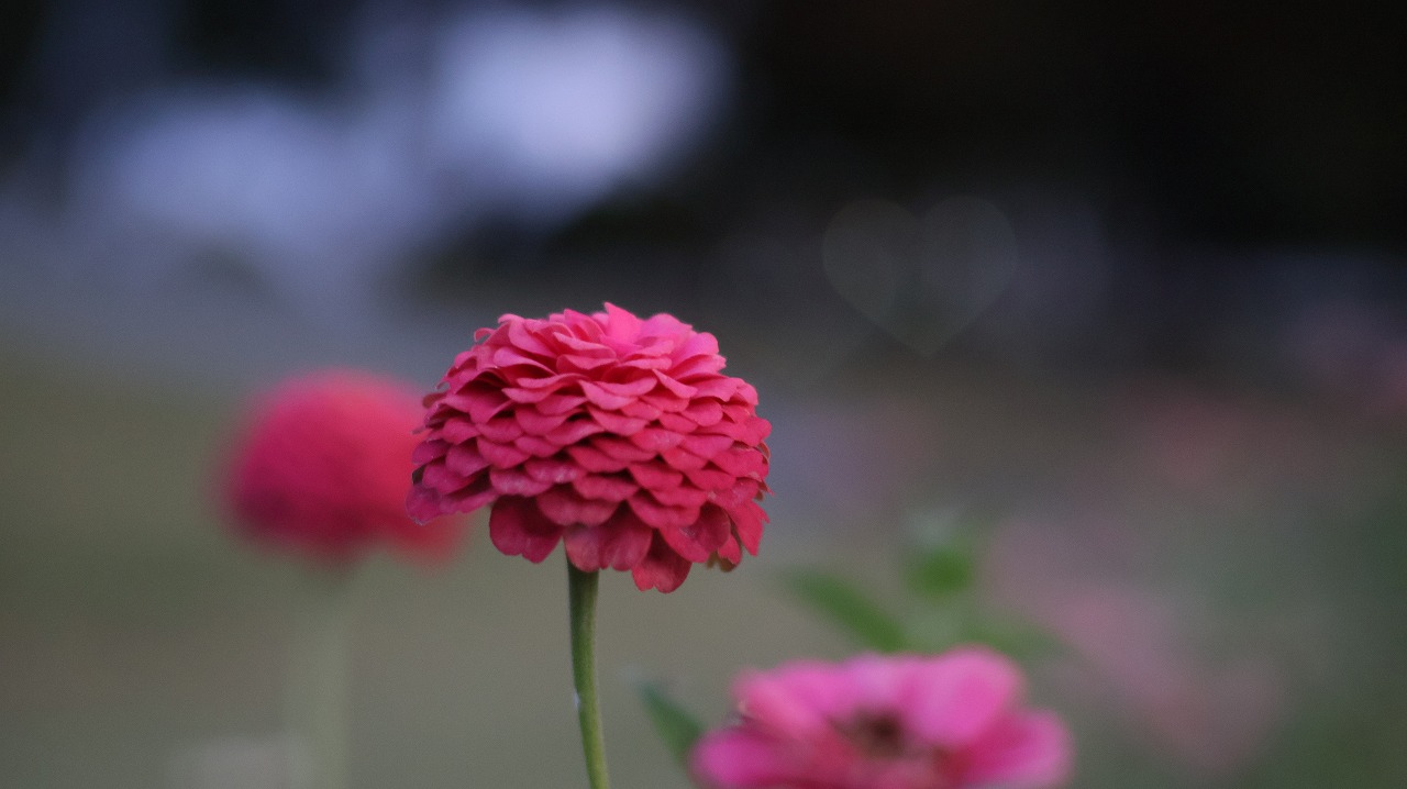 群馬県太田市の太田市運動公園の風鈴と花