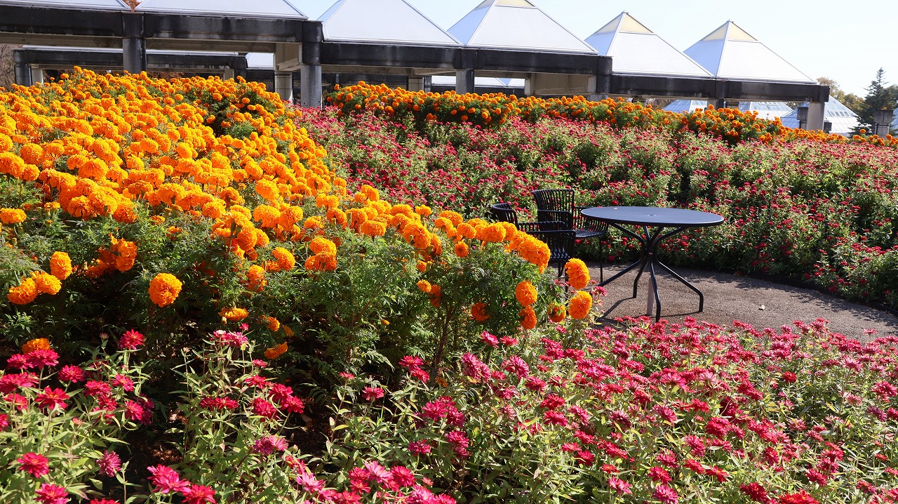 群馬県前橋市の群馬フラワーパークの花々