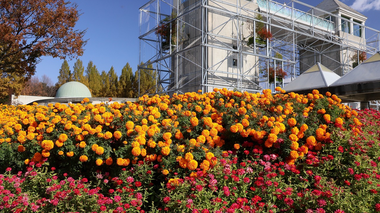 群馬県前橋市の群馬フラワーパークの花々