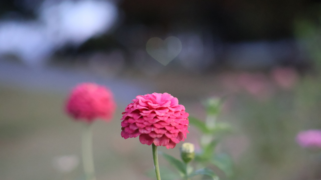 群馬県太田市の太田市運動公園の風鈴と花