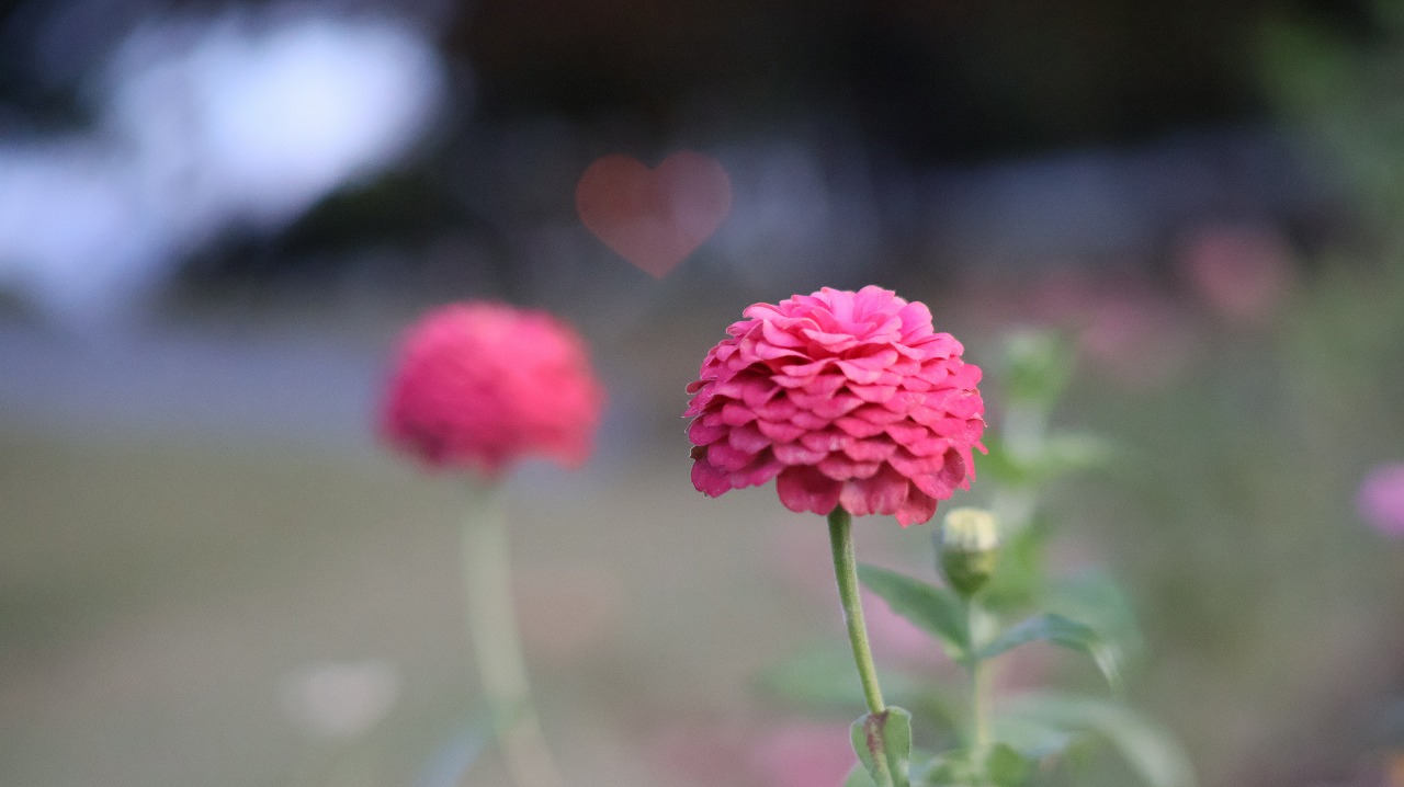 群馬県太田市の太田市運動公園の風鈴と花