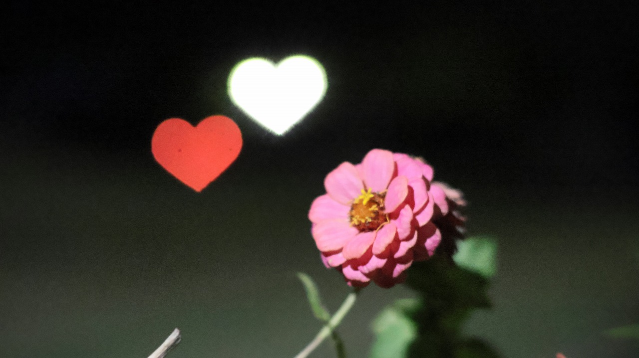 群馬県太田市の太田市運動公園の風鈴と花