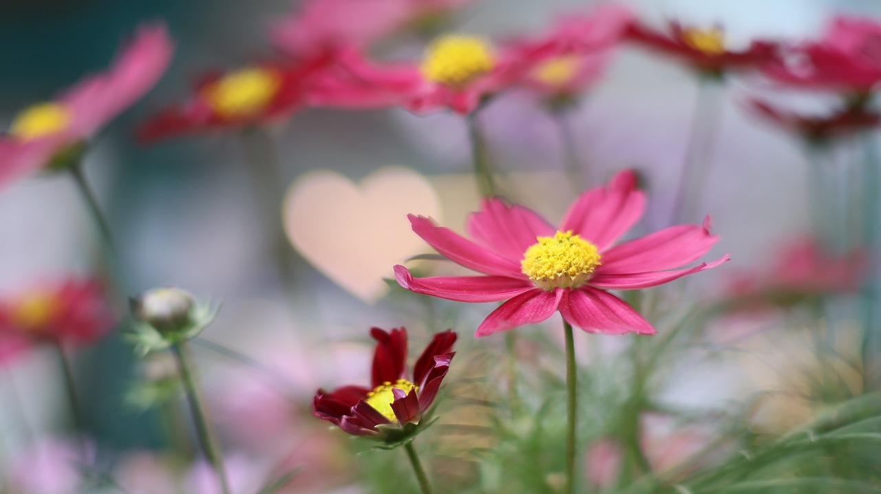 栃木県足利市のあしかがフラワーパークの花々