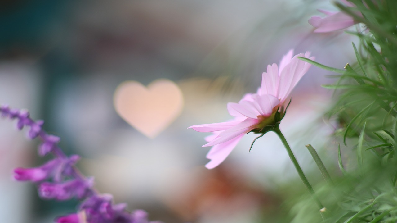 栃木県足利市のあしかがフラワーパークの花々