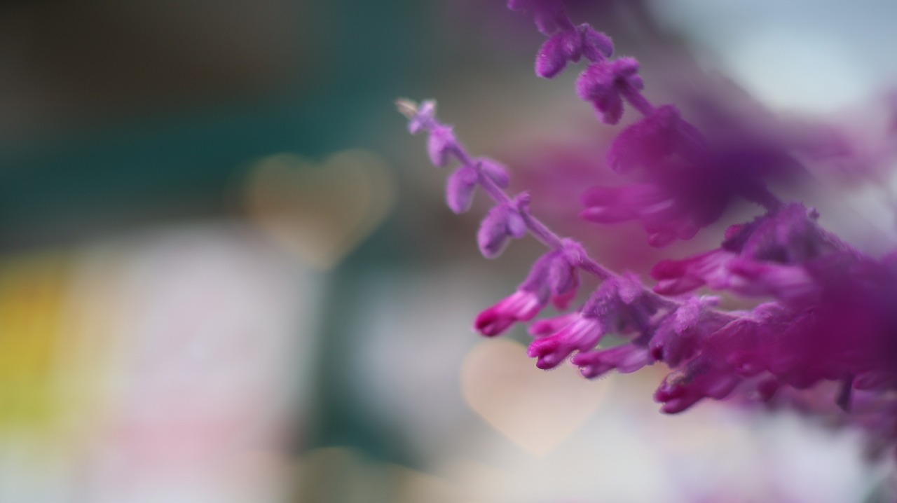 栃木県足利市のあしかがフラワーパークの花々