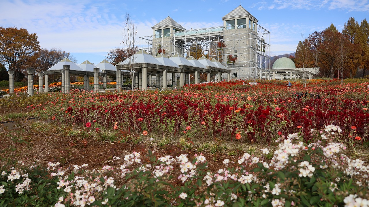 群馬県前橋市の群馬フラワーパークの花々