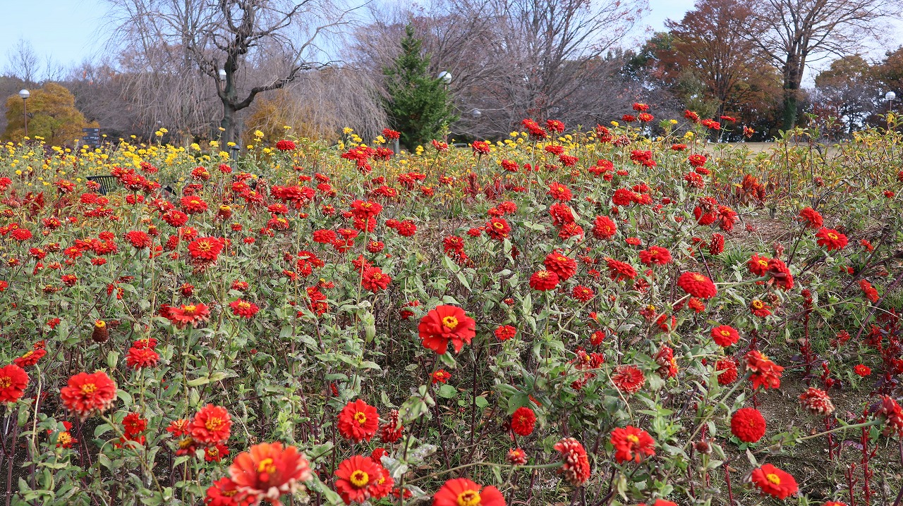 群馬県前橋市の群馬フラワーパークの花々