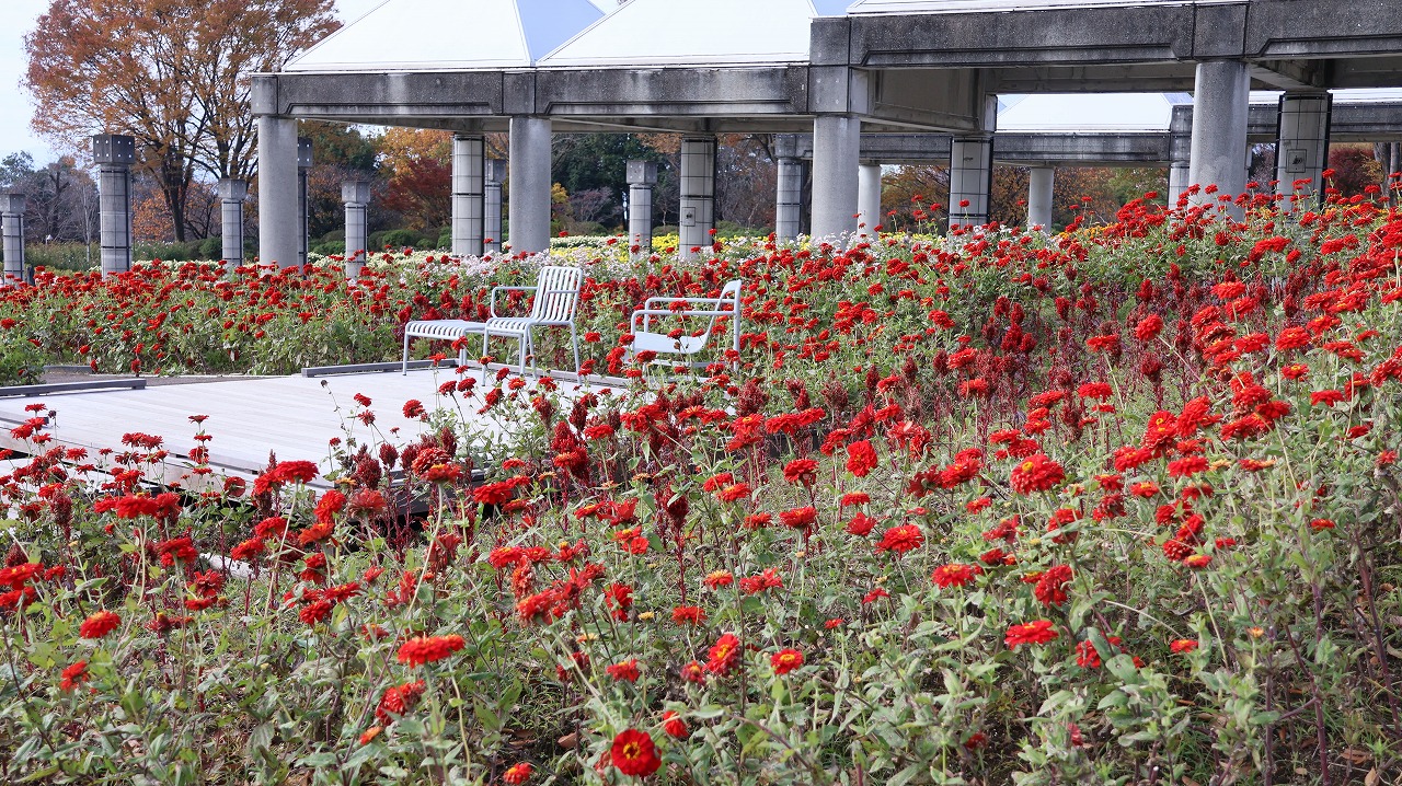 群馬県前橋市の群馬フラワーパークの花々