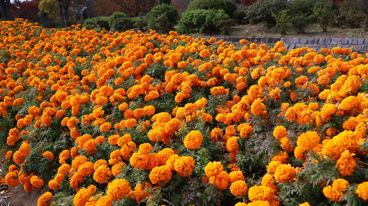 群馬県前橋市の群馬フラワーパークの花々