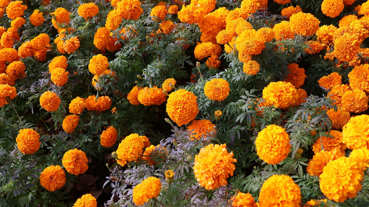 群馬県前橋市の群馬フラワーパークの花々