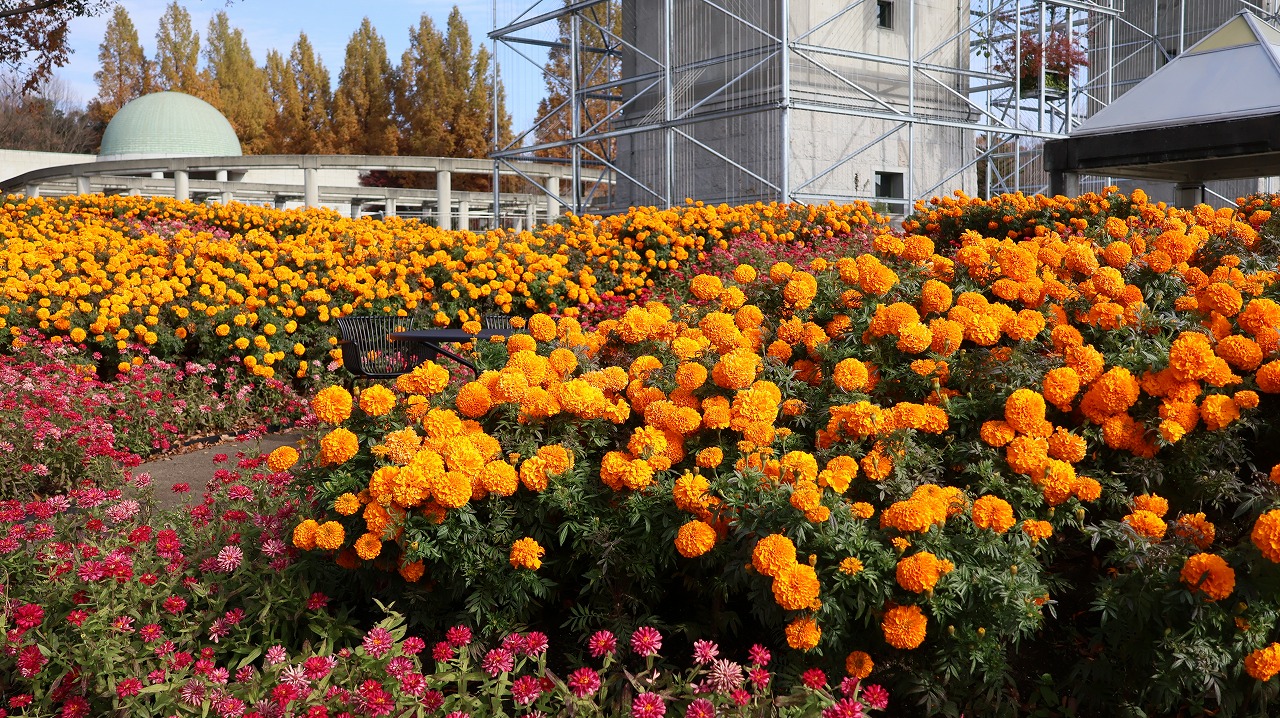 群馬県前橋市の群馬フラワーパークの花々