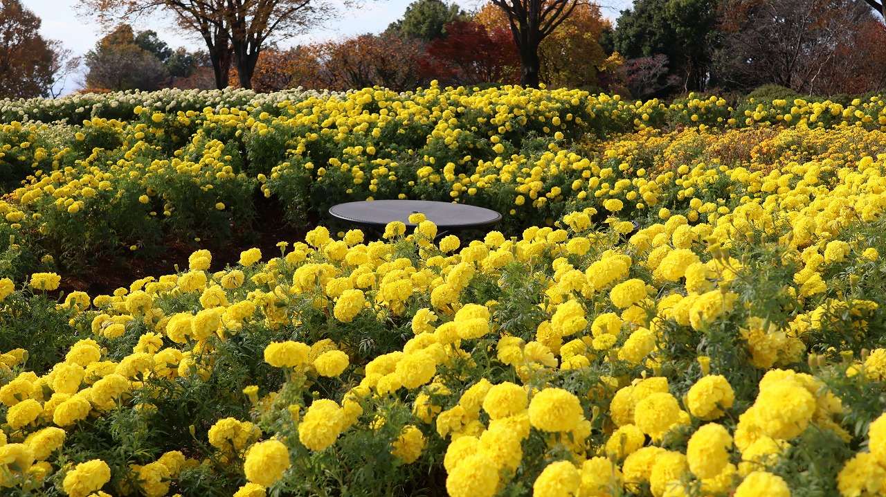 群馬県前橋市の群馬フラワーパークの花々