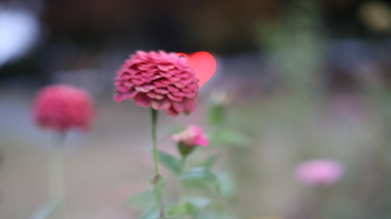 群馬県太田市の太田市運動公園の風鈴と花