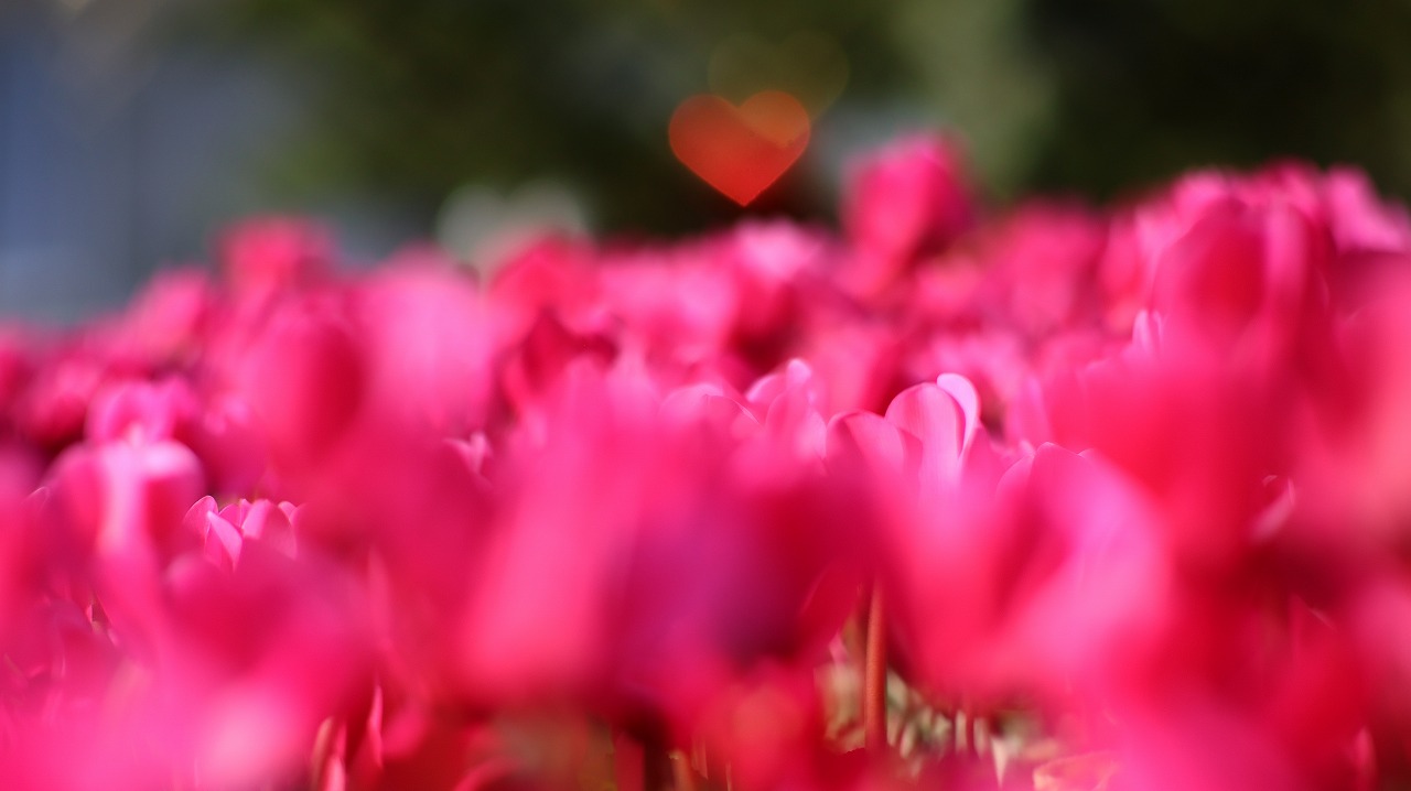 栃木県足利市のあしかがフラワーパークの花々