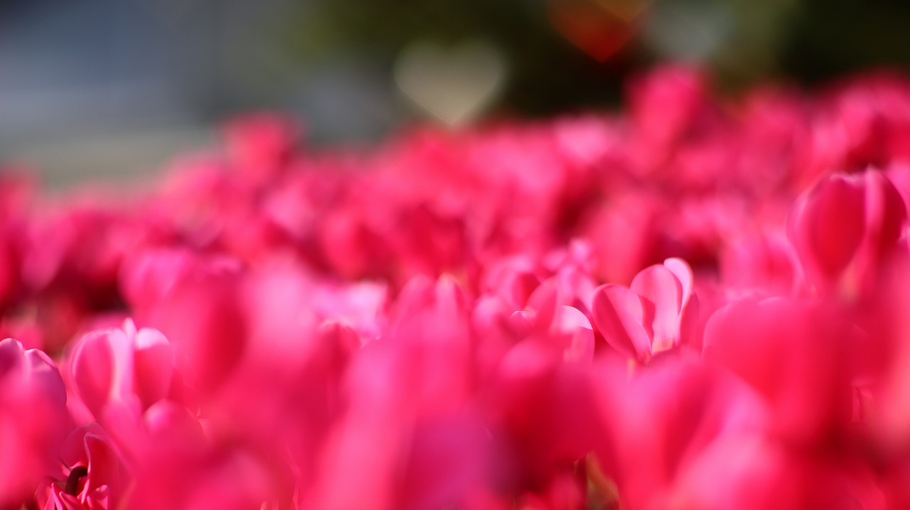 栃木県足利市のあしかがフラワーパークの花々