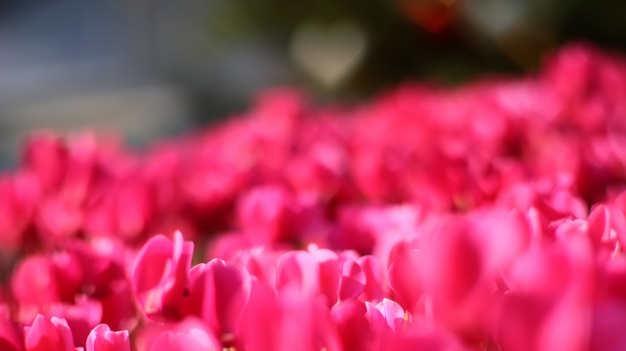 栃木県足利市のあしかがフラワーパークの花々