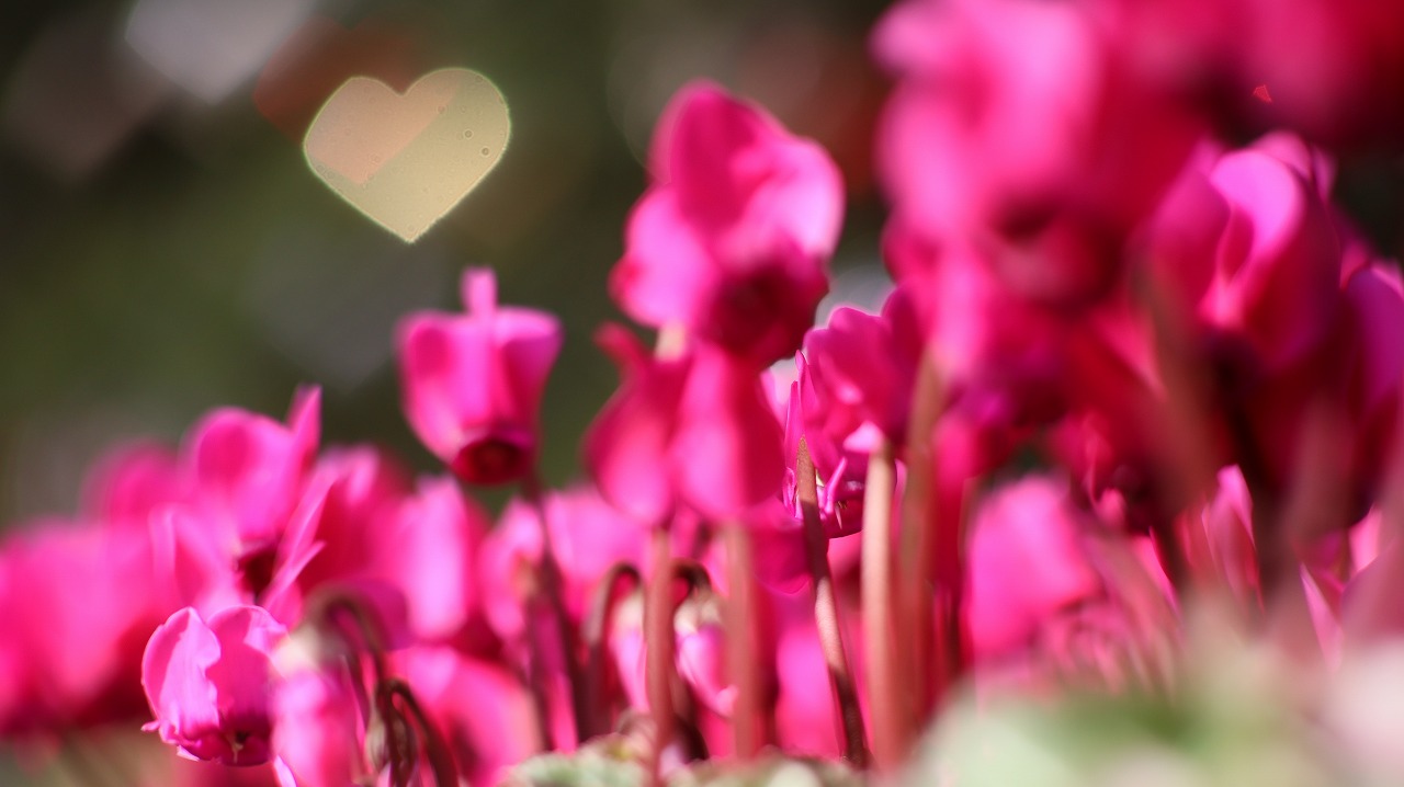 栃木県足利市のあしかがフラワーパークの花々