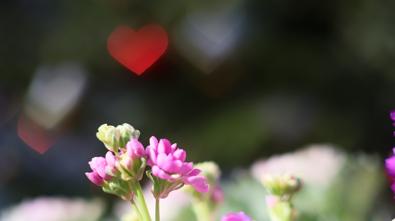 栃木県足利市のあしかがフラワーパークの花々
