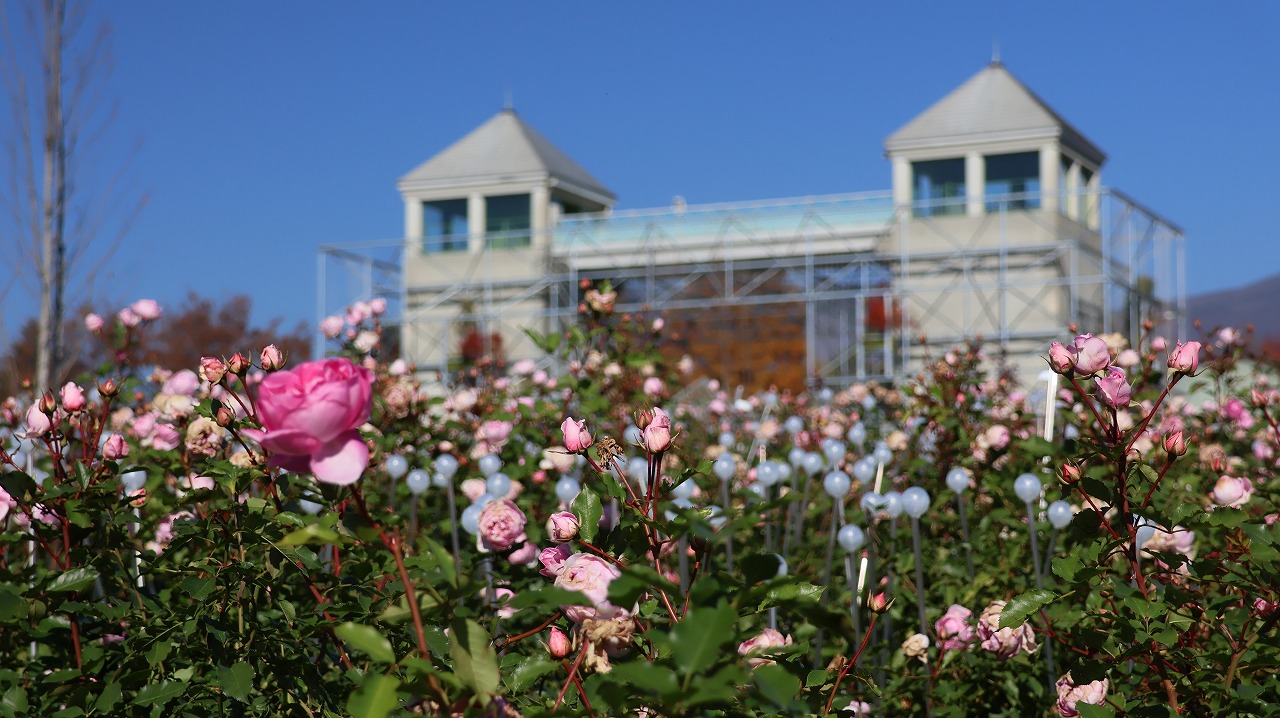 群馬県前橋市の群馬フラワーパークの花々