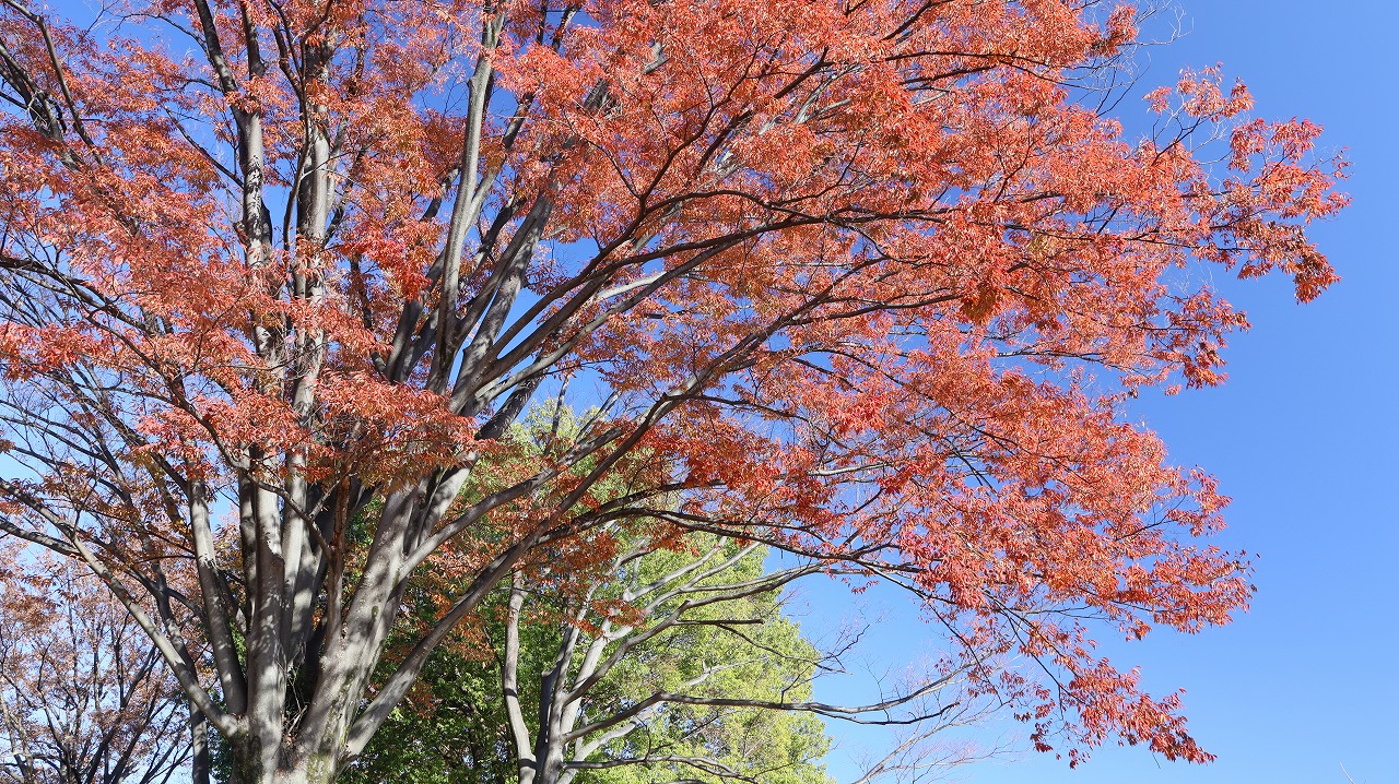 群馬県太田市の太田市運動公園の紅葉