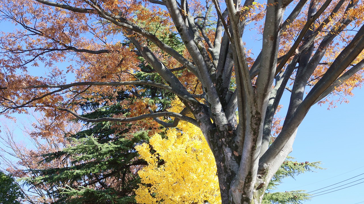 群馬県太田市の太田市運動公園の紅葉