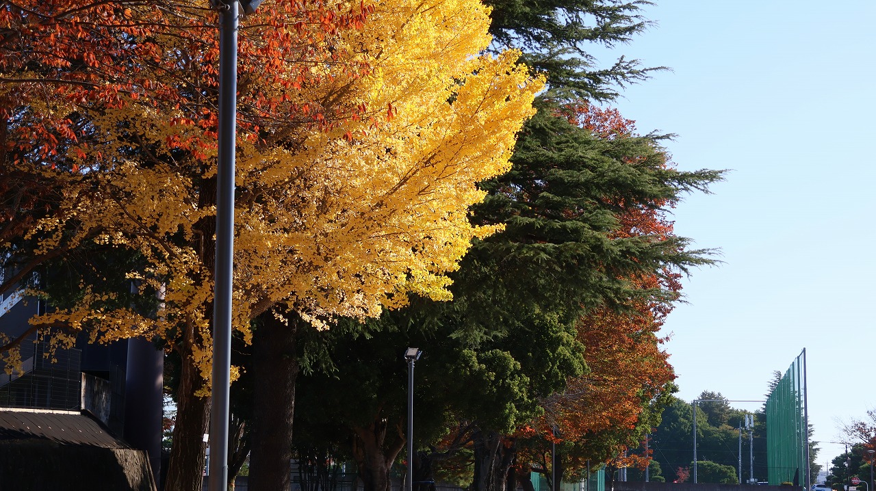 群馬県太田市の太田市運動公園の紅葉