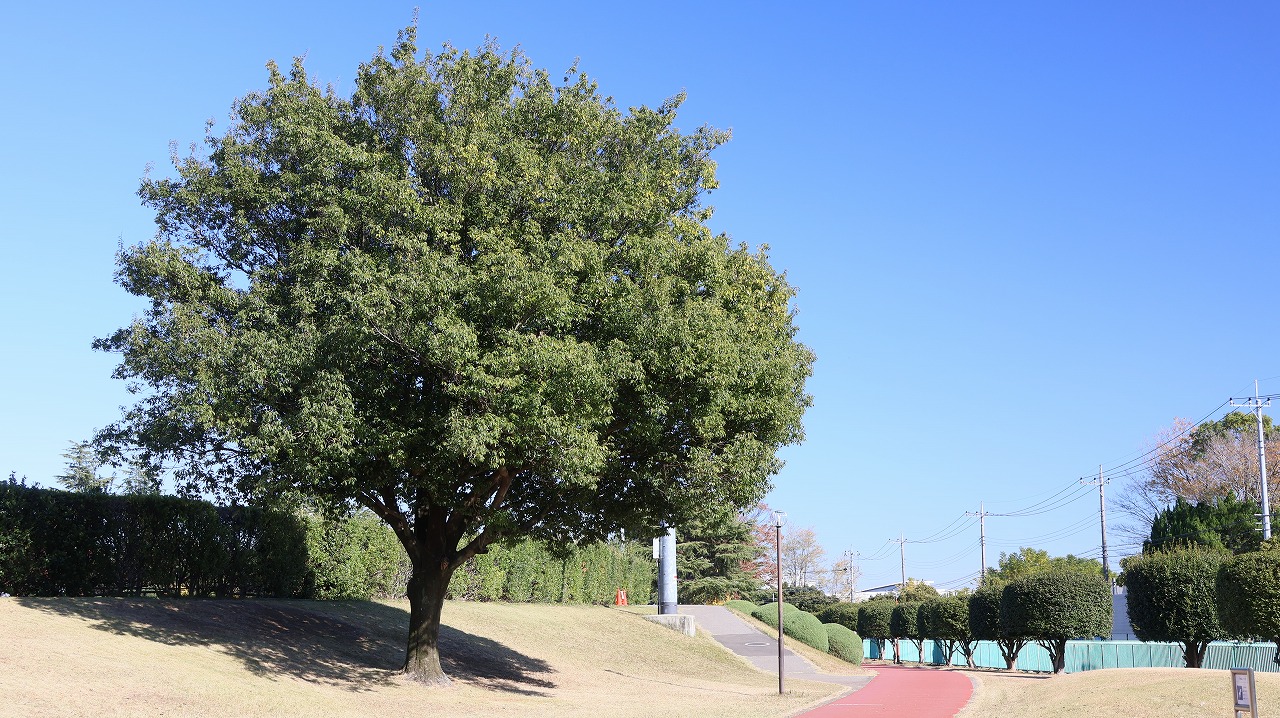 群馬県太田市の太田市運動公園の紅葉