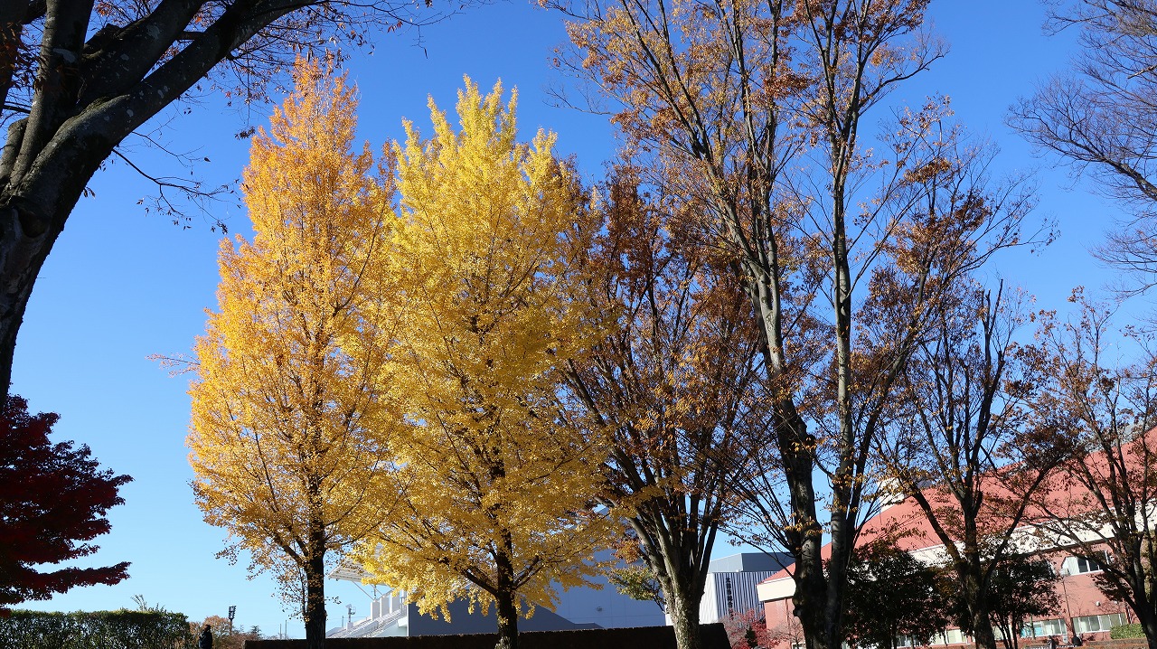 群馬県太田市の太田市運動公園の紅葉