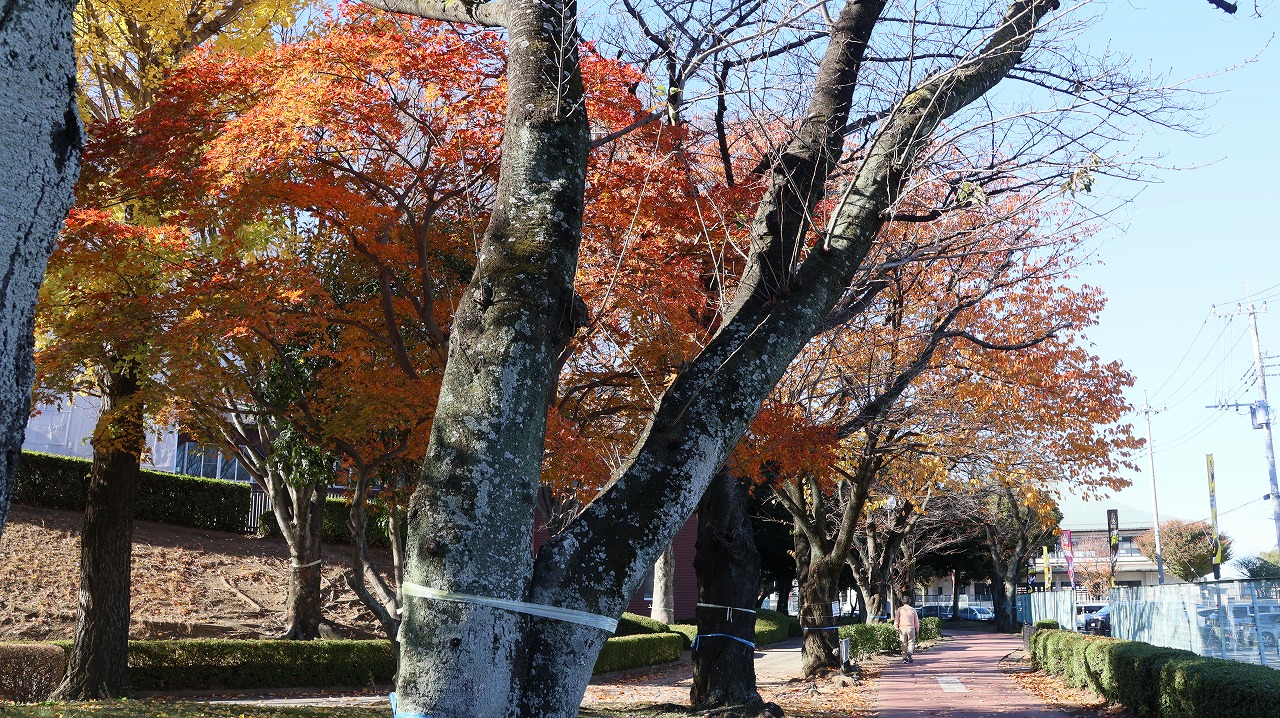 群馬県太田市の太田市運動公園の紅葉