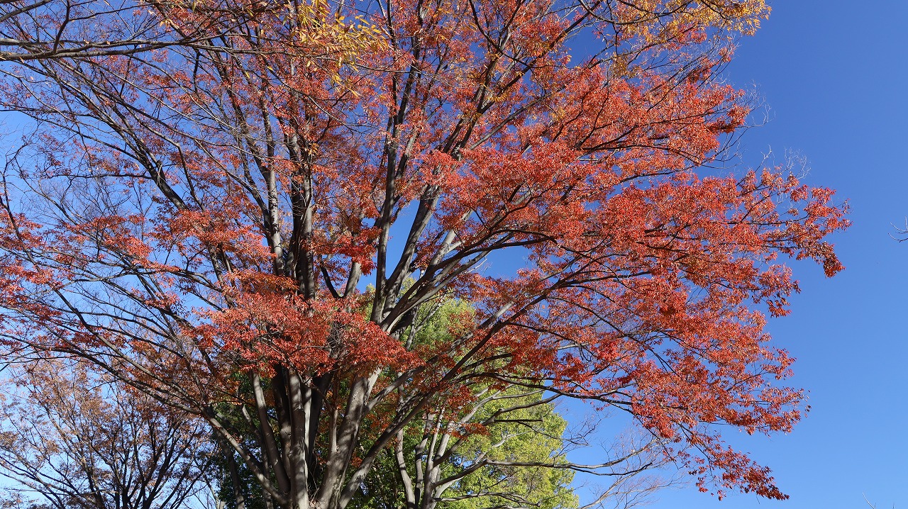 群馬県太田市の太田市運動公園の紅葉