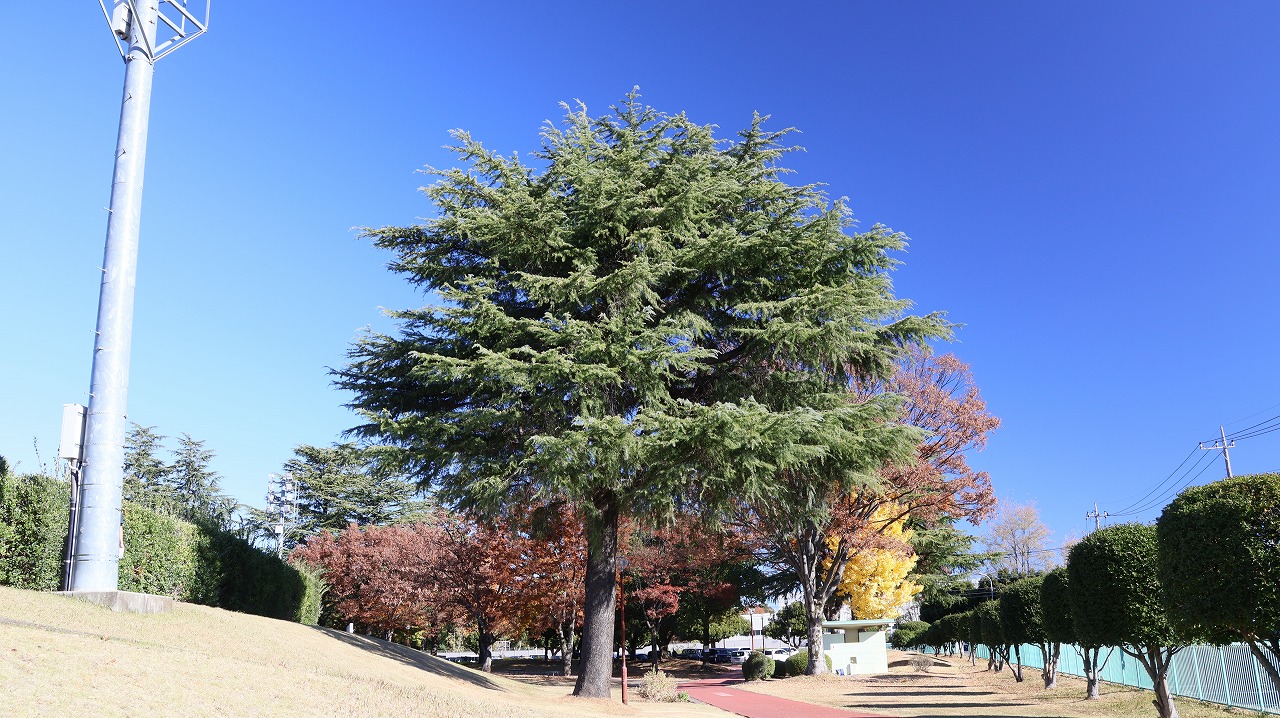 群馬県太田市の太田市運動公園の紅葉