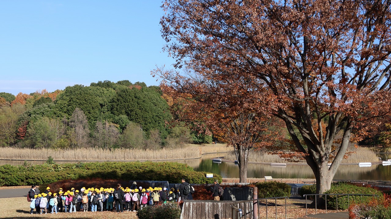 東京都の国営昭和記念公園の日本庭園の紅葉
