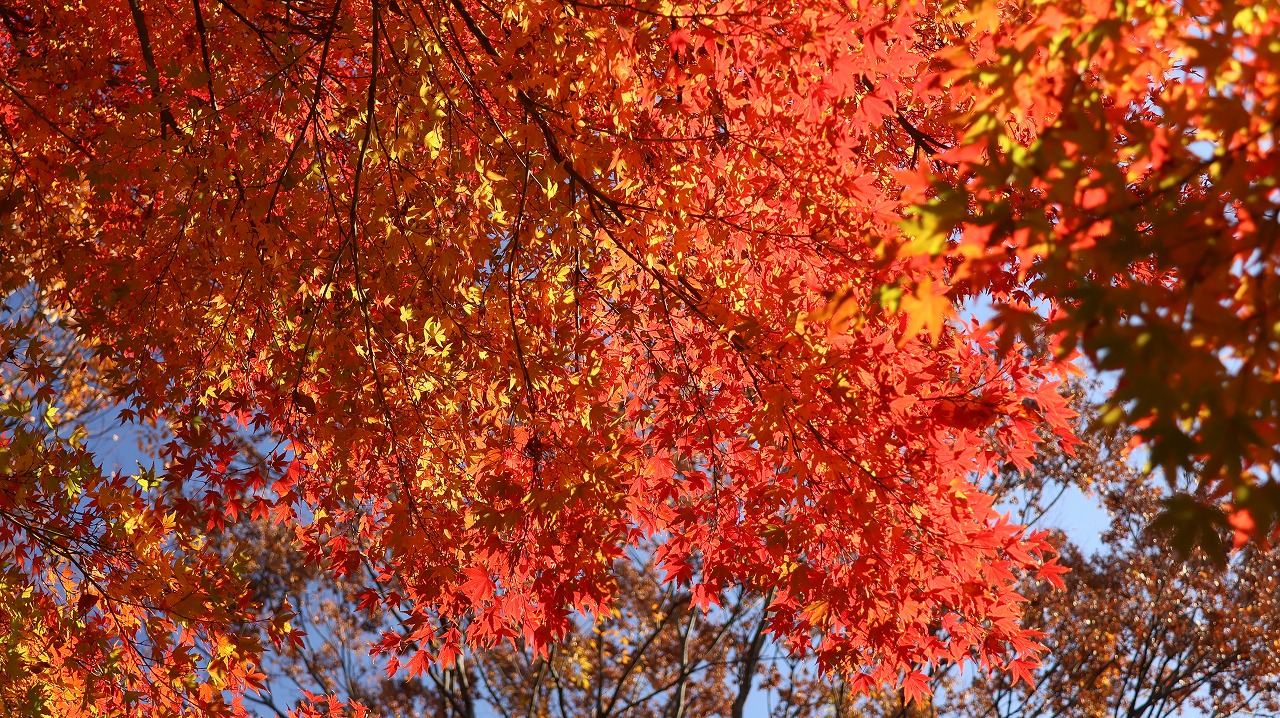 東京都の国営昭和記念公園の日本庭園の紅葉