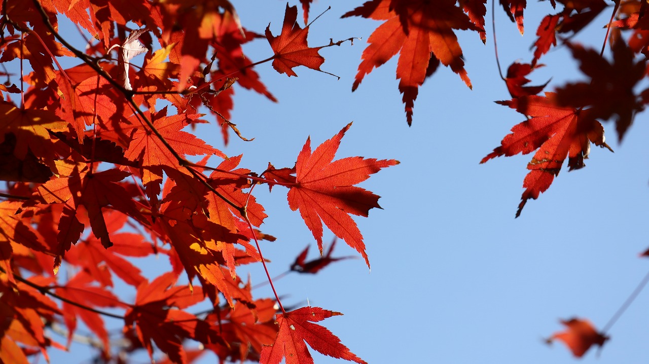 東京都の国営昭和記念公園の日本庭園の紅葉