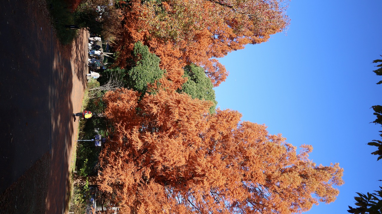 東京都の国営昭和記念公園の日本庭園の紅葉