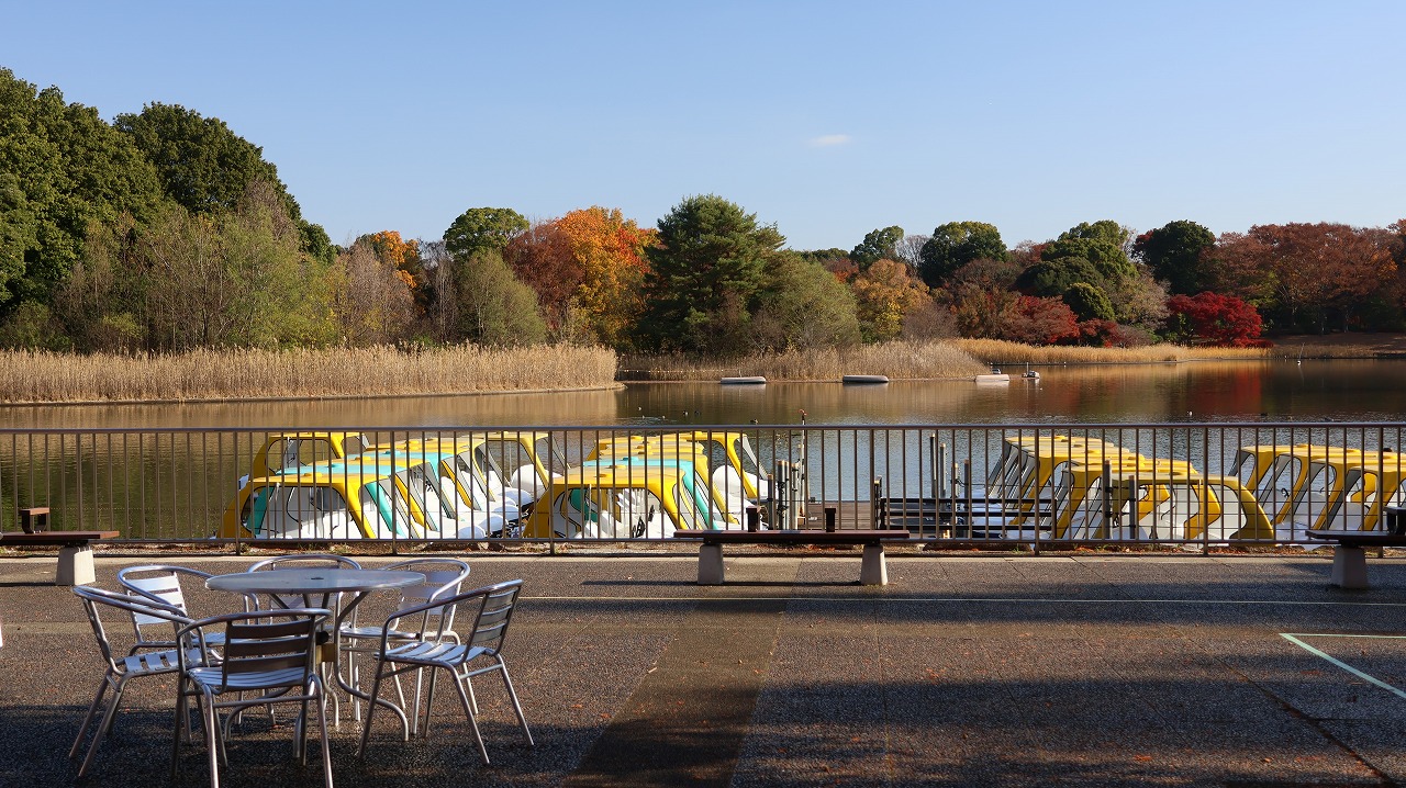 東京都の国営昭和記念公園の日本庭園の紅葉