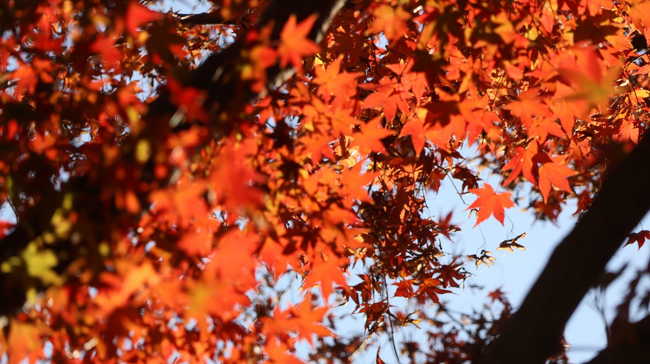 東京都の国営昭和記念公園の日本庭園の紅葉
